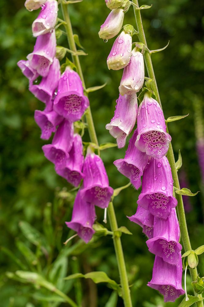 Issaquah-Washington State-USA Common Foxglove (Digitalis purpurea)